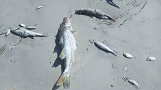 red tide Treasure Island Beach Florida July 17 2021 #shorts