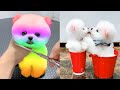 Cute and Funny Pomeranian Videos 204 #Shorts