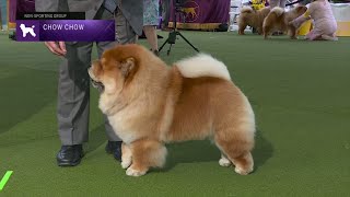 Chow Chows | Breed Judging 2023