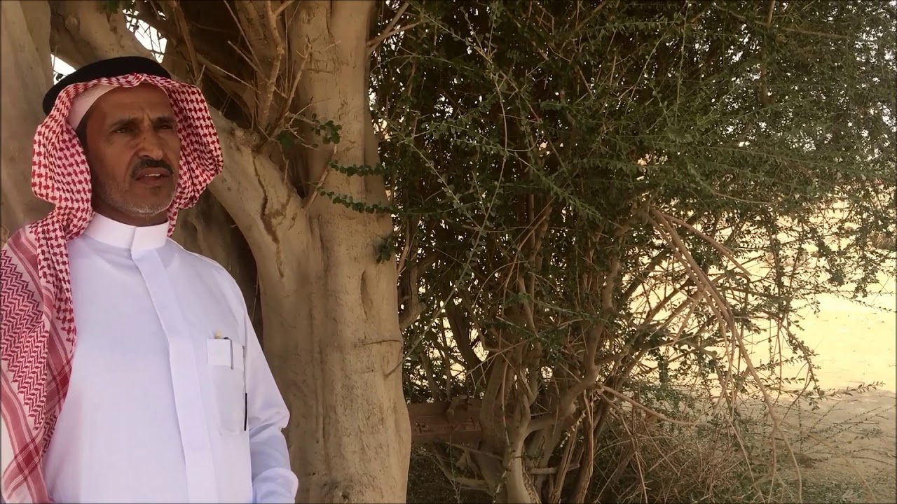 مظلة الصحراء شجرة السرح عبيد العوني وخالد المبدل