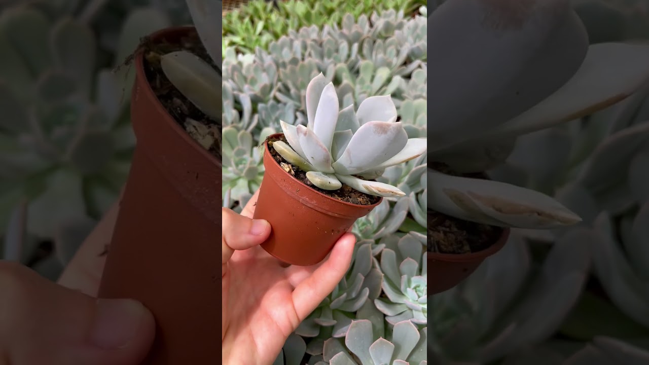 Флоридский кактус - Апопка, Флорида #Сад #ГородскоеСадоводство #ОрганическоеСадоводство