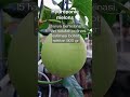 BUAH hidroponik cepat besar #melon #buahfresh #buah #hydroponic #shortvideo #shorts