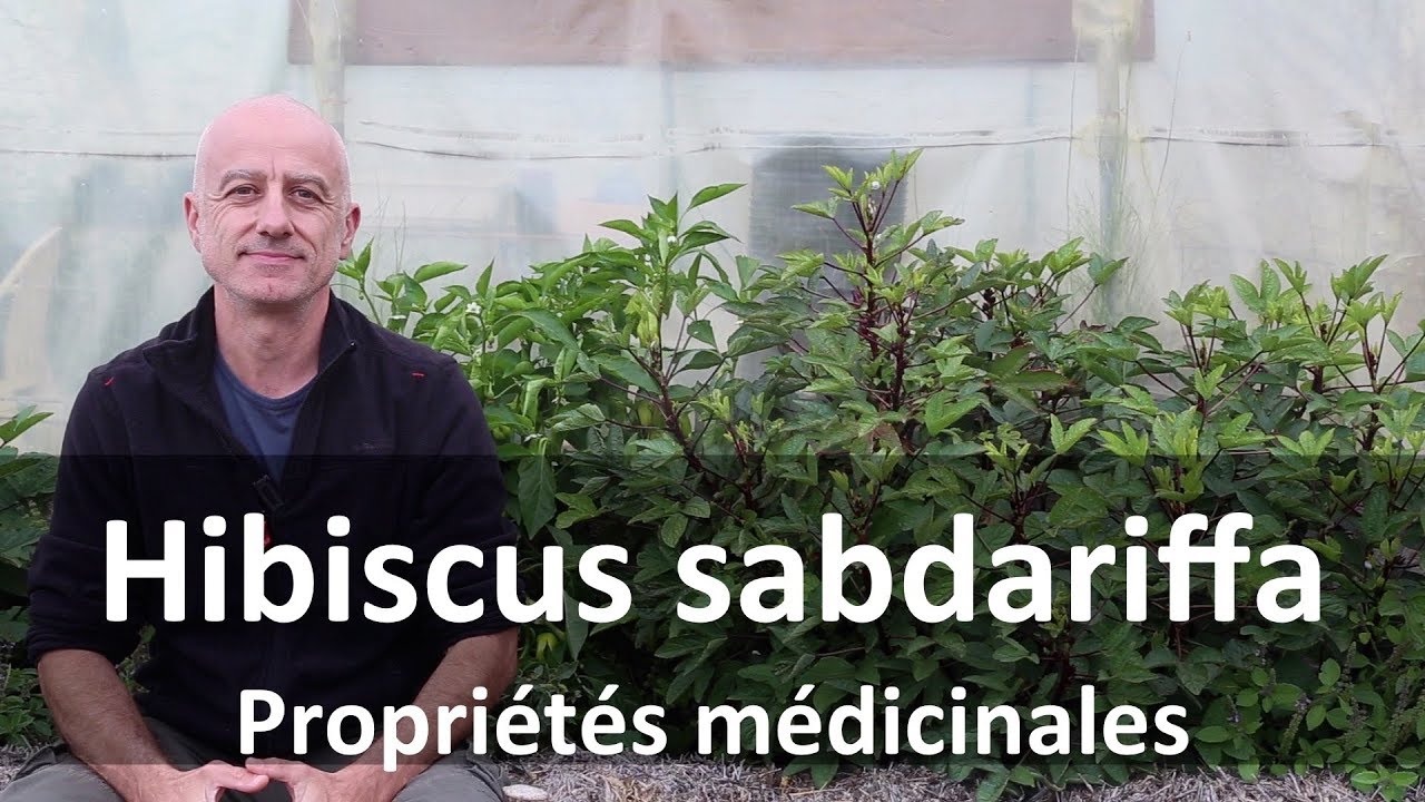 Hibiscus sabdariffa