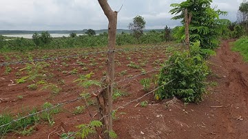 (Sold) NVT881 Bán lô đất nhìn HỒ Sông Ray, Châu Đức,, mặt đường 120m , dt 1600m2 giá SỐC 800 triệu