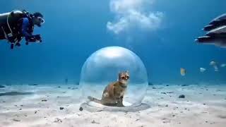 Is This Real or AI Cat Meets Dolphins Underwater