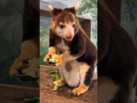 هل رأيت كنغر الشجر من قبل الحيوان الذى عاد من الانقراض