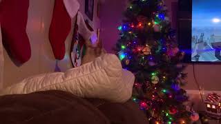 Tiglee Barking With The Movie Lol