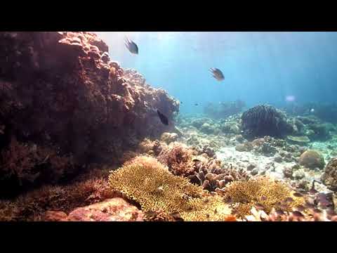 Adrian's cove