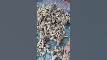 Nhà mình đã biết đến công dụng của cây Ngải Trắng này chưa? #baithuochay #thuốcnam #songkhoe