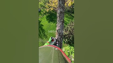 100% Satisfying Chainsaw Cut vs. Massive Limb 🤤