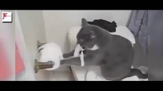 funny and cute cat videos compilation MUST WATCH!!!!