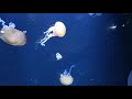 How jellyfish move on relaxing piano music part1