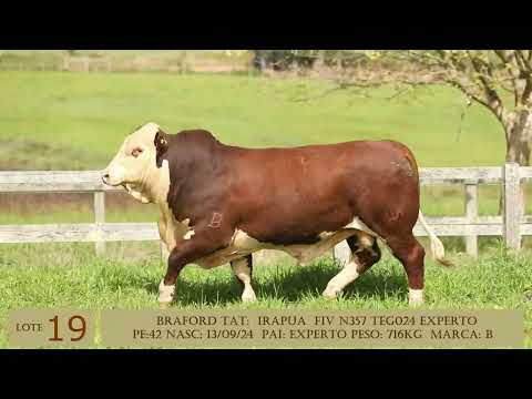 LOTE 19   FIVN357