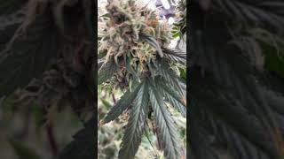 Gavita 1700e LED. Week 9 Floraflex Nutrients.