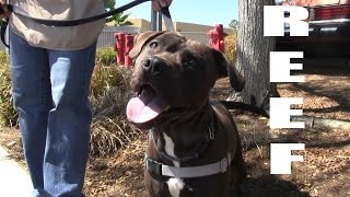 GOOD GRIEF, ITS REEF! (ADOPTED!)