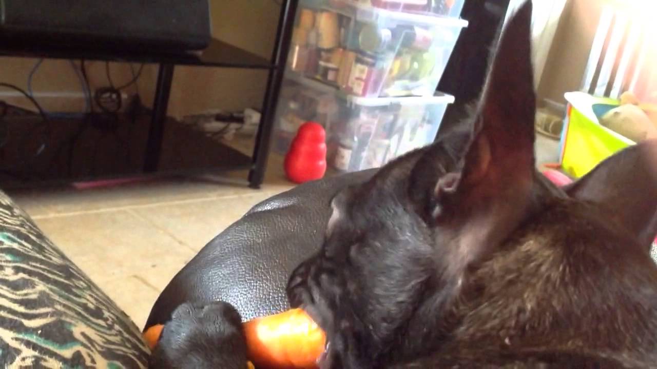 French bulldog loves carrots YouTube