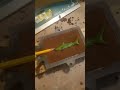 How to make a baby shark ice fishing lure Part 1