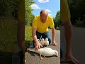 A Kind Man rescued a helpless Robin with chicks on the road 🐦❤️ #WildlifeRescue #Shorts #Viral