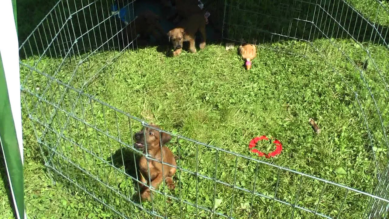 Ирландский терьер щенки / Irish terrier puppies