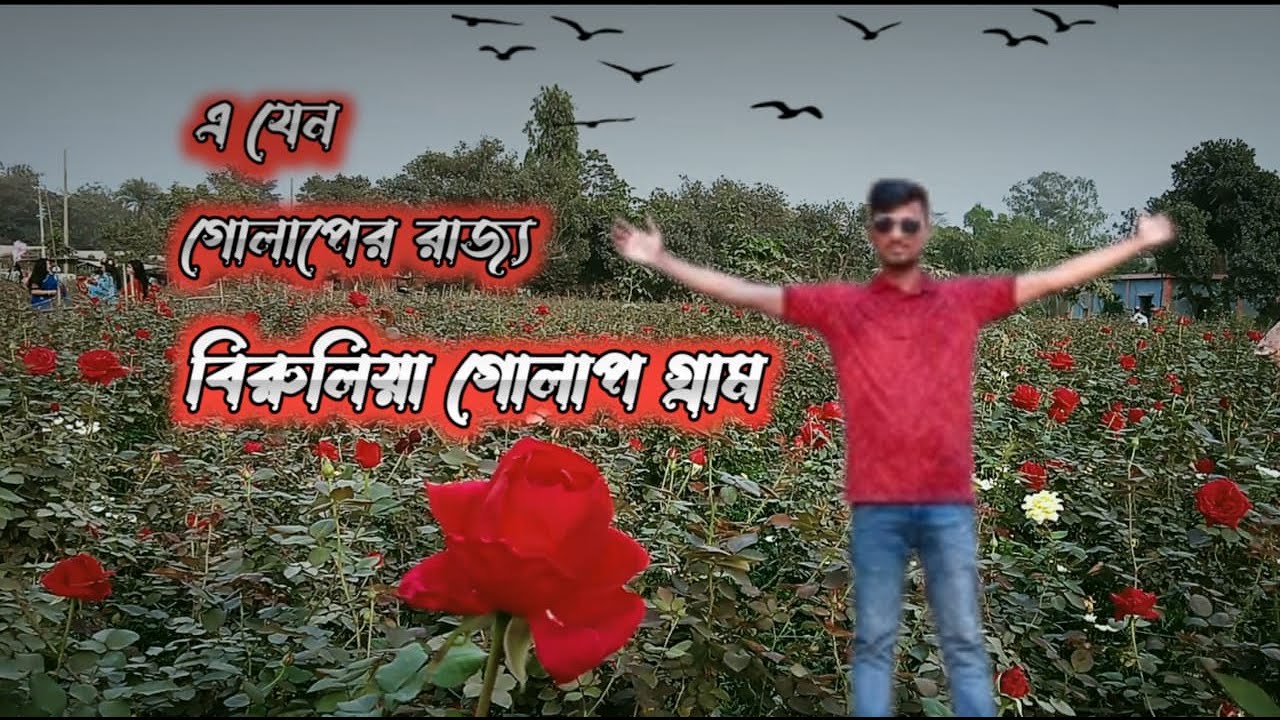 বিরুলিয়া গোলাপ গ্রাম. Golap bagan vlog. - YouTube
