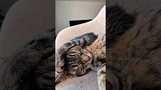 Happy Misti Fluffy Furrsday