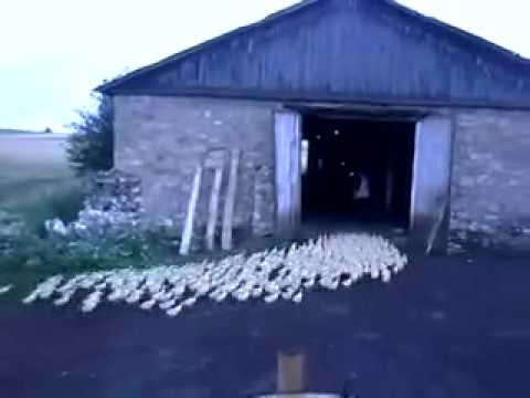 Russian Man And His Army Of Ducks 