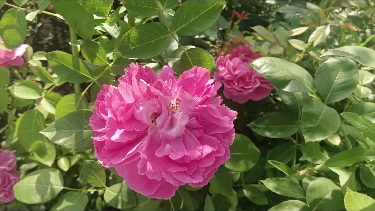 розовые РОЗЫ ping ROSES