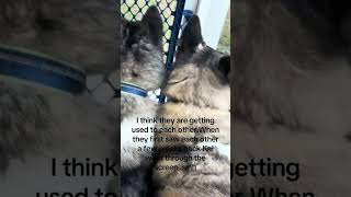 Calm Akitas #akitaworld #foryou #pets #friends #screen