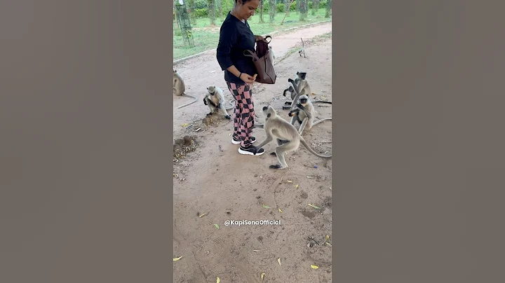 Feeding Food To Monkeys (Kapi Sena)🐵🐒 #shorts #monkey #bandar #feeding #viral #monkeyvideo #funny