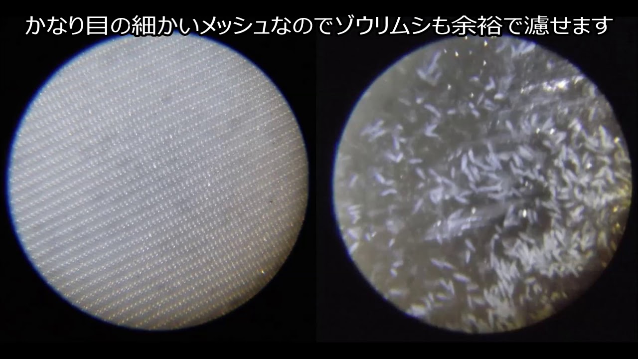 クリーンなゾウリムシ Paramecium (slipper animalcule)