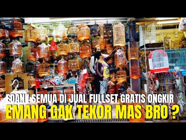 EDAN ! SEMUA BURUNG GACORAN DI KIOS INI JUALNYA FULLSET GRATIS ONGKOS KIRIM ! EMANG GAK TEKOR BRO ? class=