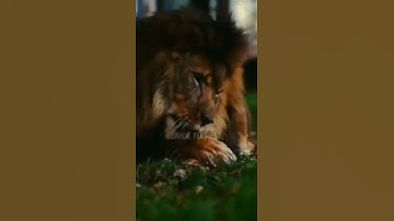 if you get tired learn to rest lion King attitude