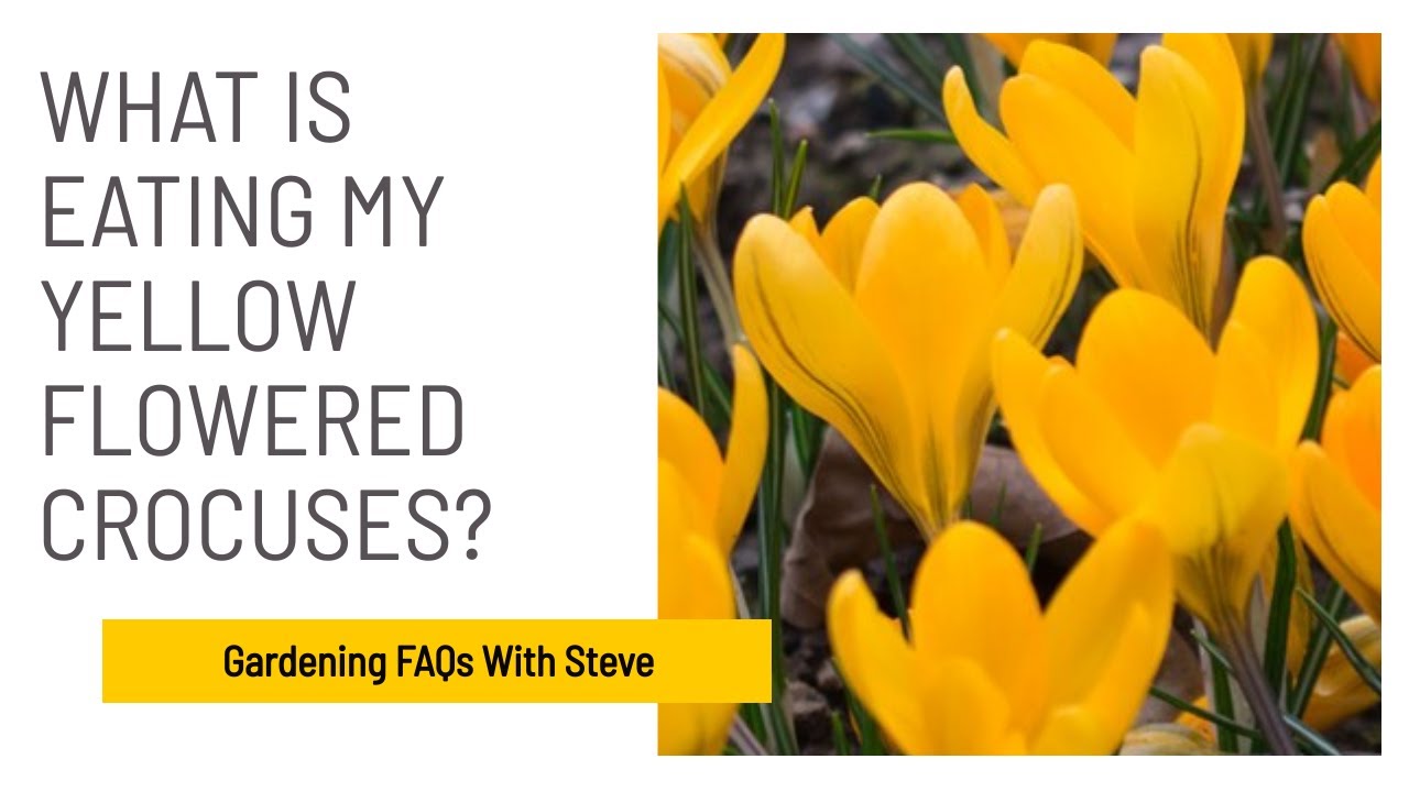What is eating my yellow flowered crocuses? YouTube