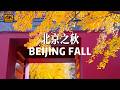 [4K] Beijing in late autumn | Colorful suburban scenery and quiet city in autumn rain