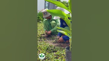 Thi Công Cảnh Quan Sân Vườn Đẹp Tại Hóc Môn – Phần 2: Trồng cỏ gừng Thái + Hoa kiểng #nhavuondep