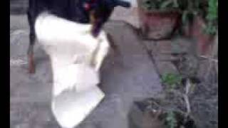 My Funny Dog Tiger - V