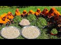 Pea Shoot & Homemade Bengali Traditional BORI Mixed Mashed Cooking By Village Women