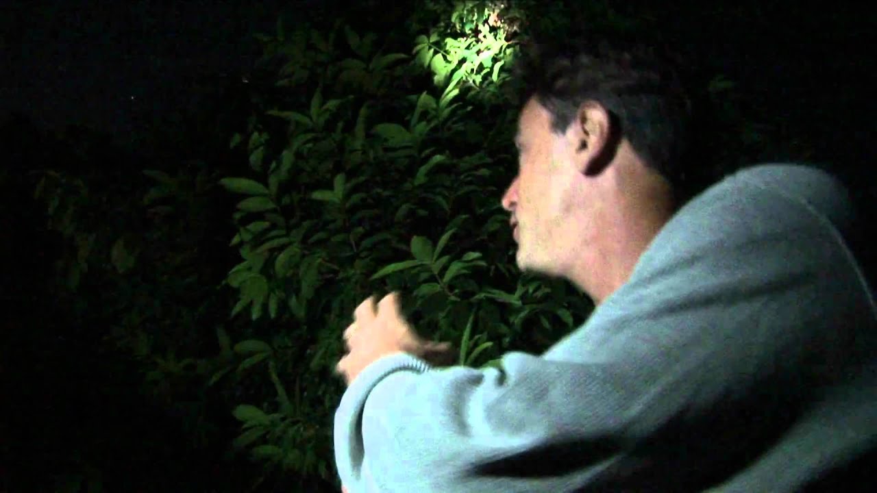 Jamaican Owl fledgling.mpeg