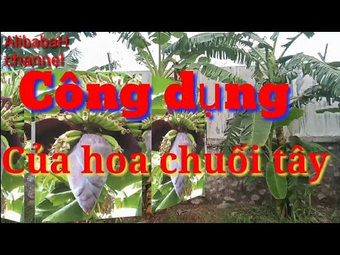 Công dụng của HOA CHUỐI, đối với sức khỏe con người, Hoa Chuối với vô vàn tác dụng bảo vệ sức khỏe