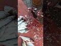 fish 🐠 🐟#fishhuntingfishing #fish #cuttingskills #fishinglife #shorts #shortsfeed #trending #viral