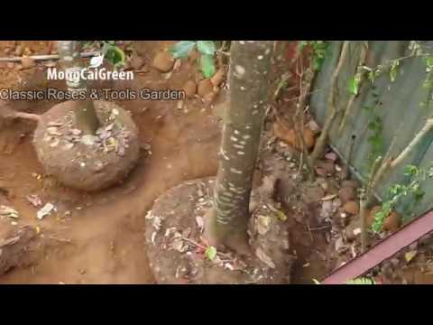 Video Video đánh 50 cây mít cực đẹp tại Móng Cái, Quảng... - youtube