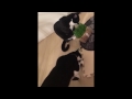 猫 草を食べ散らかす!猫 草を拾う? 癒し ごはん☆