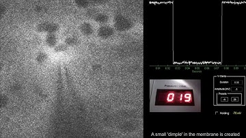 Two-photon targeted whole-cell patching (Neuron #1, shortened)