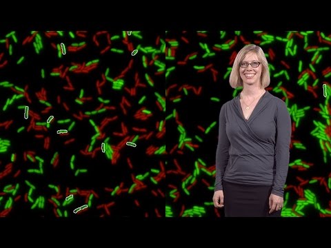 Video: Waar word sphingomonas paucimobilis natuurlik aangetref?