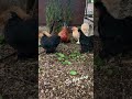 #chicken #chickens #hens #rooster