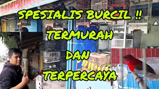 Download Lagu SPESIALIS BURCIL !! ada sepah raja,,pentis pelangi,,ciung kunyit dll termurah dan terpercaya MP3