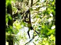 Costa Rica Adventure Series #7 🌿 Monteverde Cloud Forest: Incredible Wildlife and Nature! 🌍✨