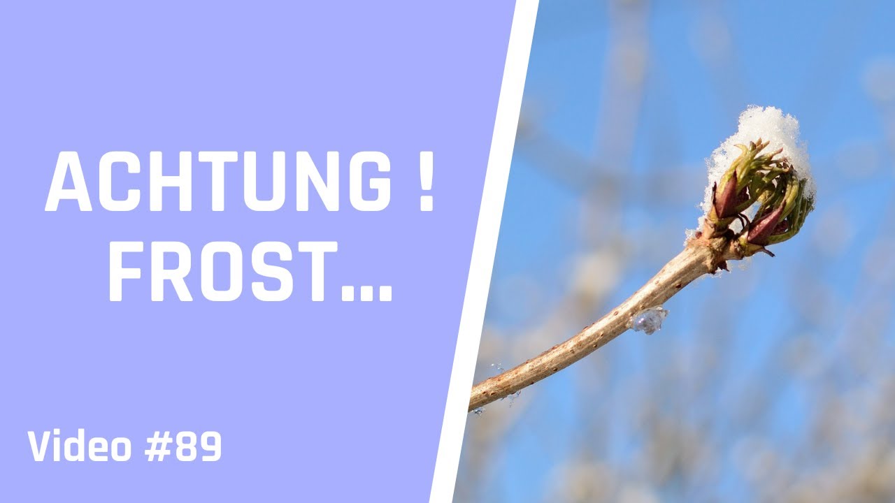 Schtze deinen Bonsai vor dem Sptfrost - Tipps & Tricks fr Bonsai Anfnger