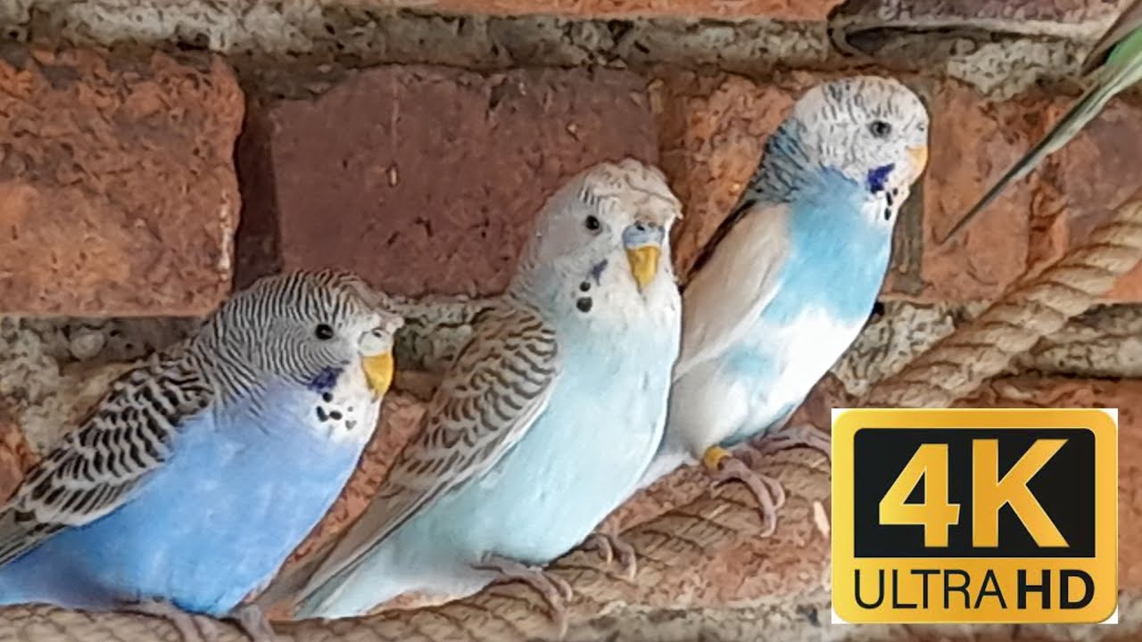 Andulky vlnkované chocholaté  - Budgies-mladé andulky chocholaté odchycené+šedá  andulka v karanténě