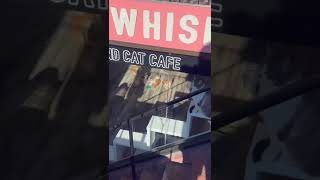 Cafe για γάτες;! 😳 #short 🐈
